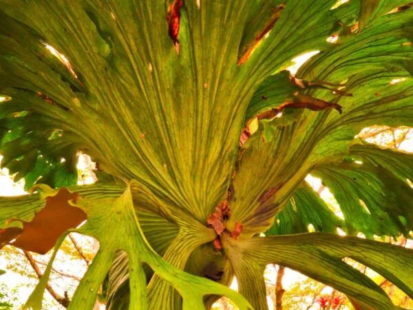 How to Grow Staghorn Fern: Care Guide & Tips