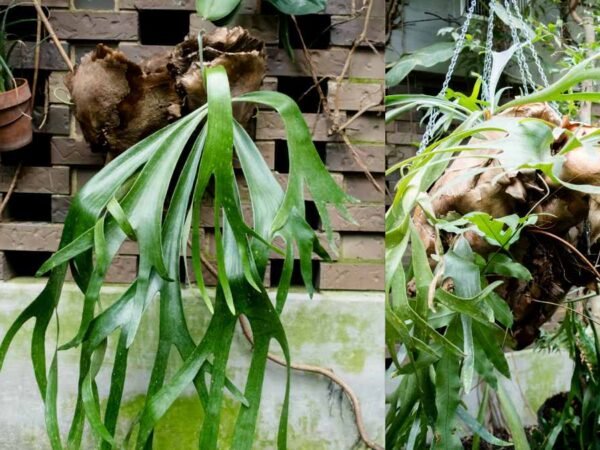 How to Hang a Staghorn Fern: Mounting Guide