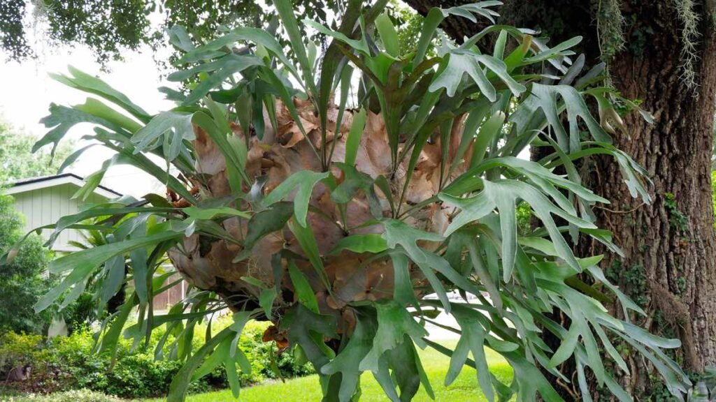How to Hang a Staghorn Fern