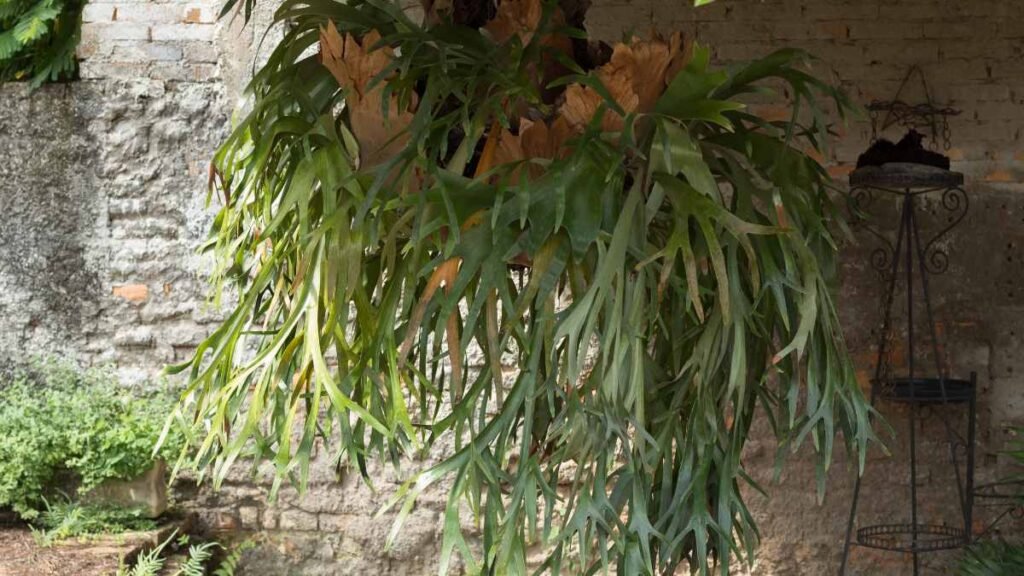 Wall Mounting Basics of Staghorn Fern