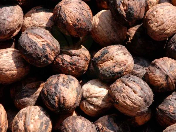 How to Hull Black Walnuts: Harvest, Crack, and Store