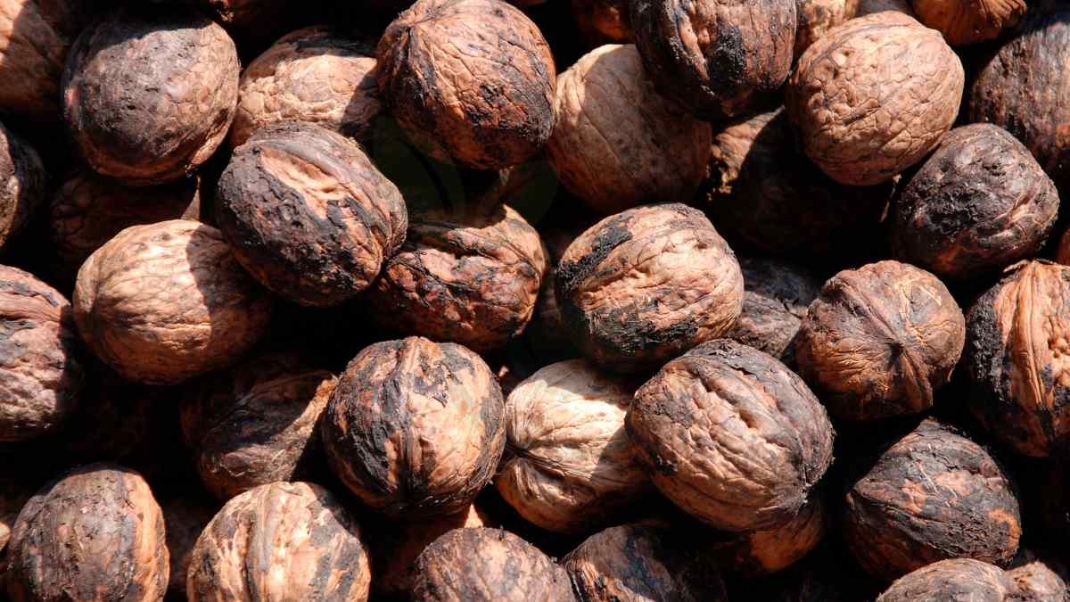 How to Hull Black Walnuts: Harvest, Crack, and Store