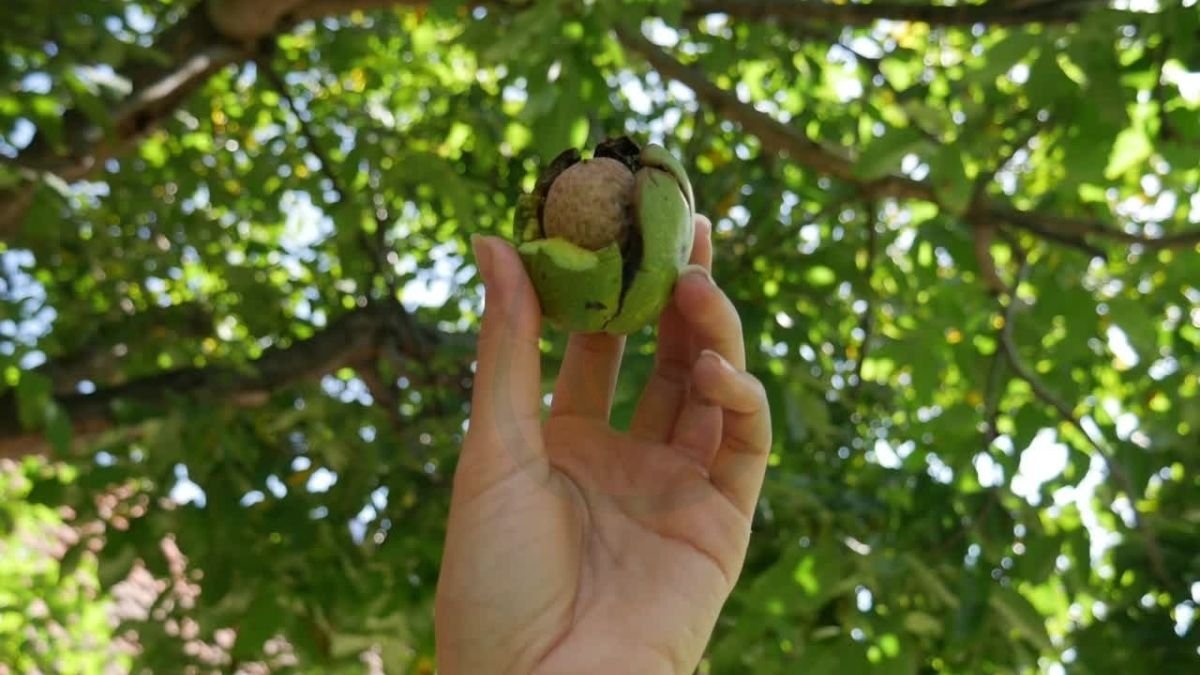 How to Identify a Black Walnut Tree: Complete Guide