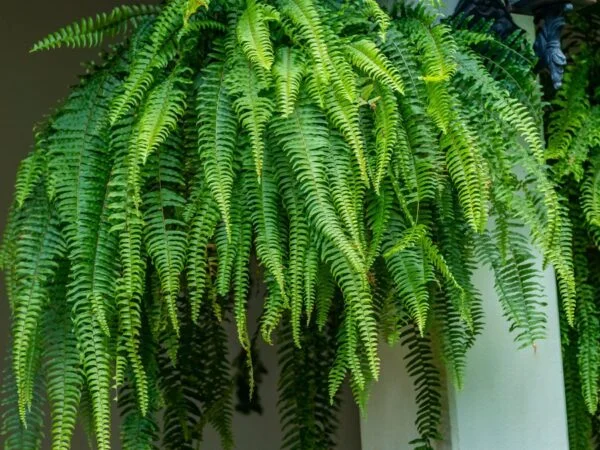 How to Keep a Fern Over the Winter: Indoor Care Guide