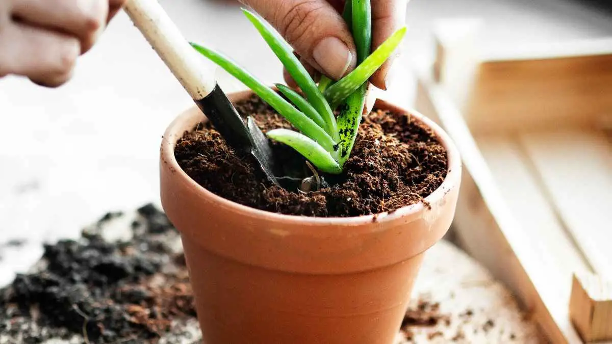 How to Plant Aloe Vera Without Roots: Step-by-Step Guide