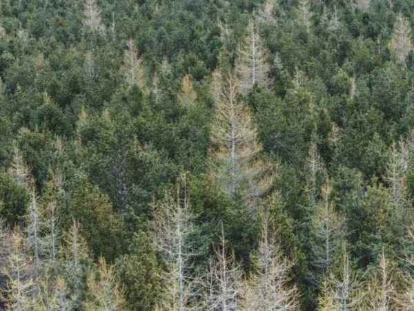How to Plant a Norway Spruce: Expert Tips for Care