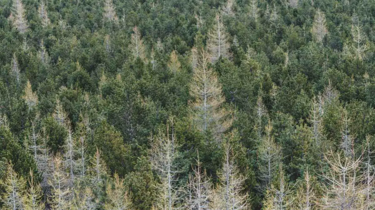 How to Plant a Norway Spruce: Expert Tips for Care