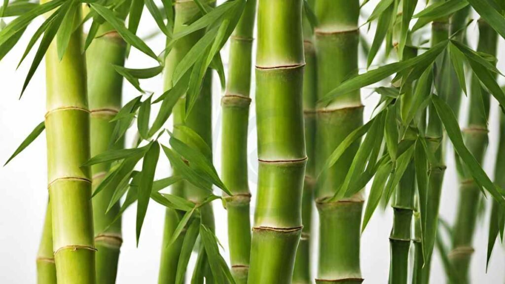 How to Save Bamboo Plant When It Turns Yellow