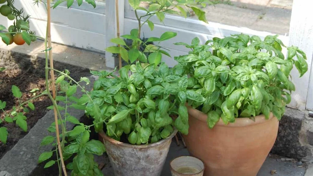 Companion Planting Overview : BASIL and Tomato Plants