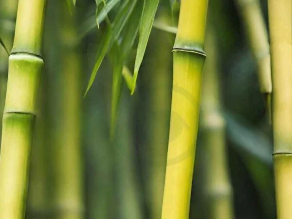 How to Save Bamboo Plant When It Turns Yellow - Complete Guide