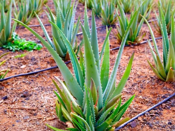 How to Save a Dying Aloe Vera Plant: Vital Rescue Steps