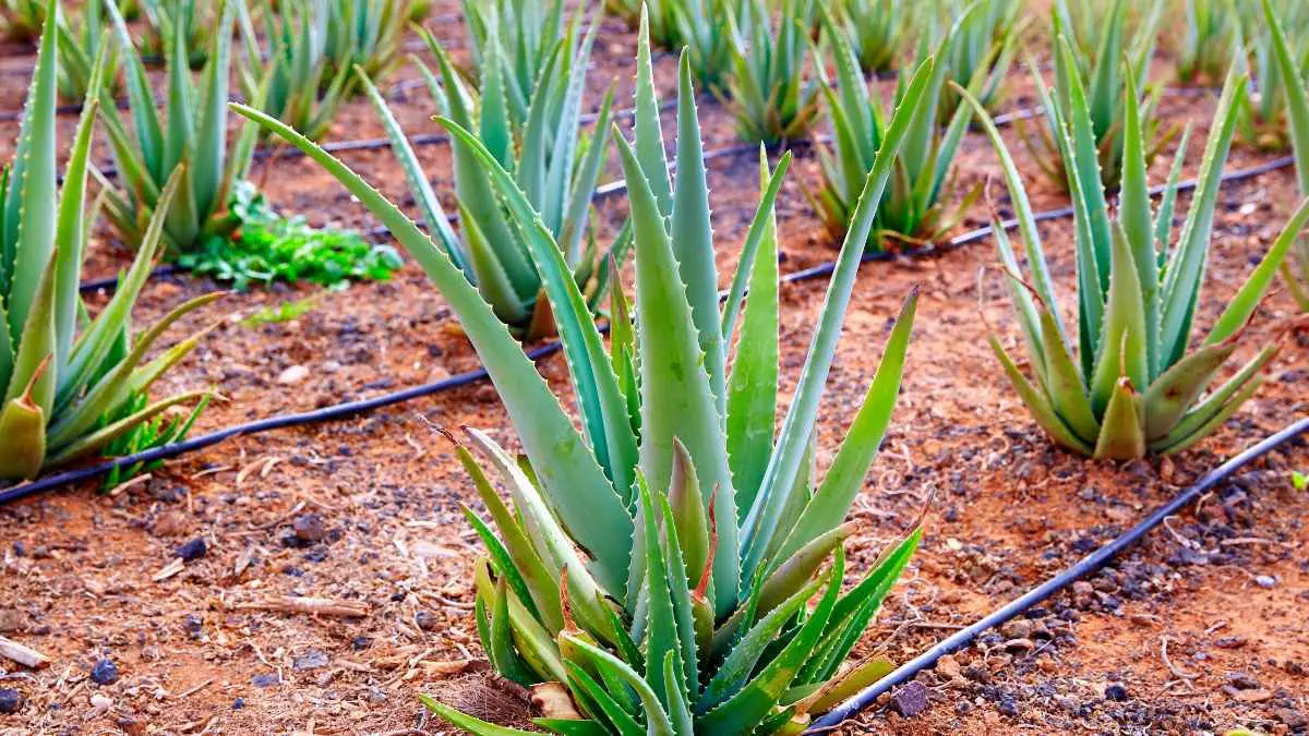 How to Save a Dying Aloe Vera Plant: Vital Rescue Steps