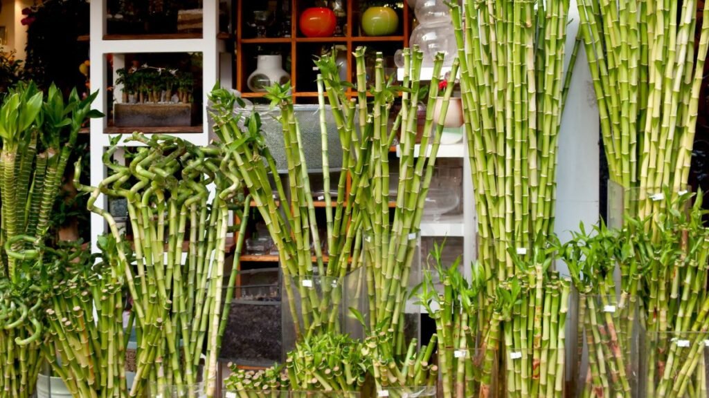 Understanding Lucky Bamboo