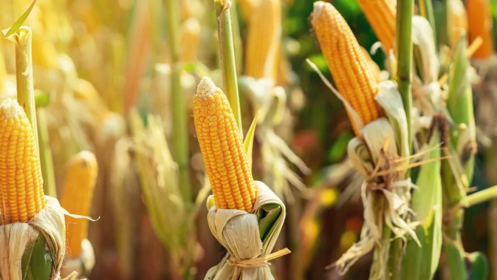 Identifying Ripeness Signs of Corn