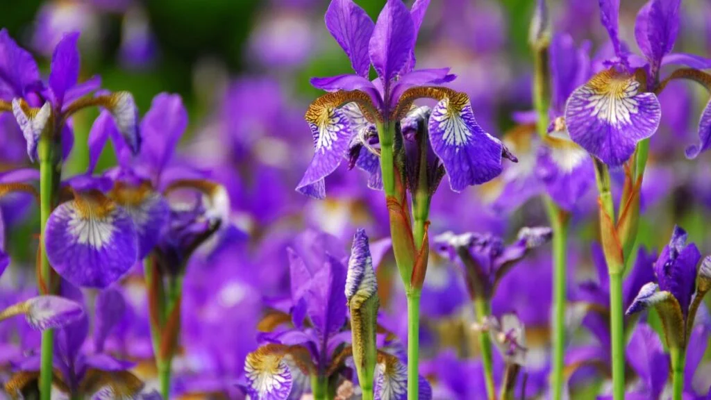 Irises Companion Plants