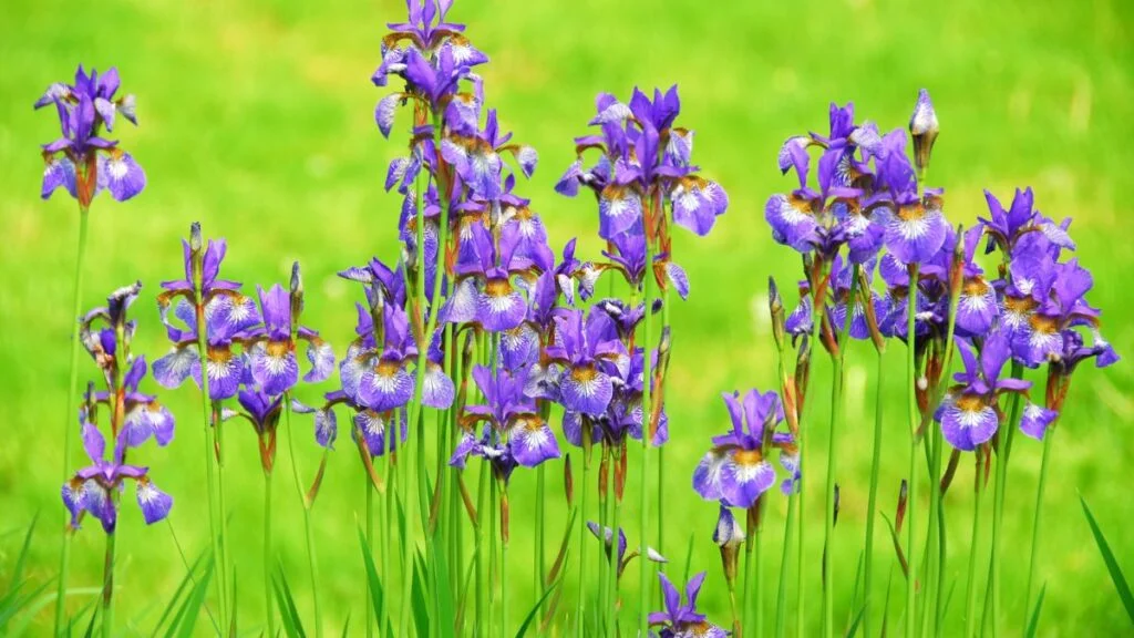 Irises Companion Plants