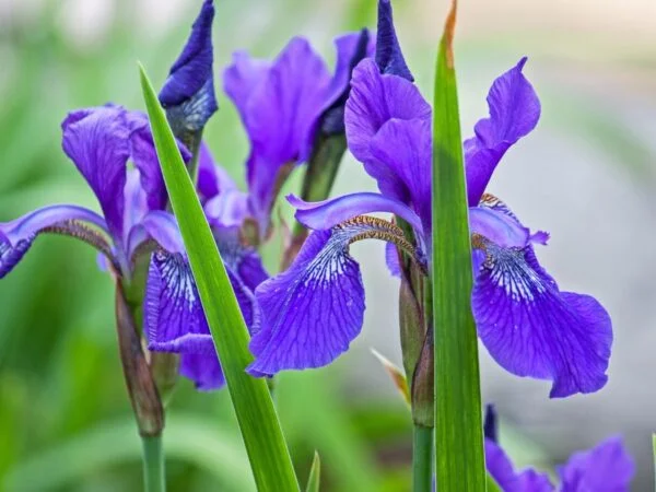 Irises Companion Plants: Best Gardening Tips