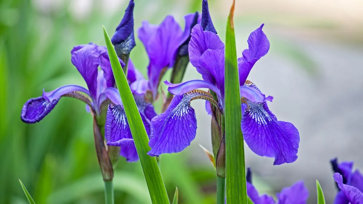 Irises Companion Plants: Best Gardening Tips