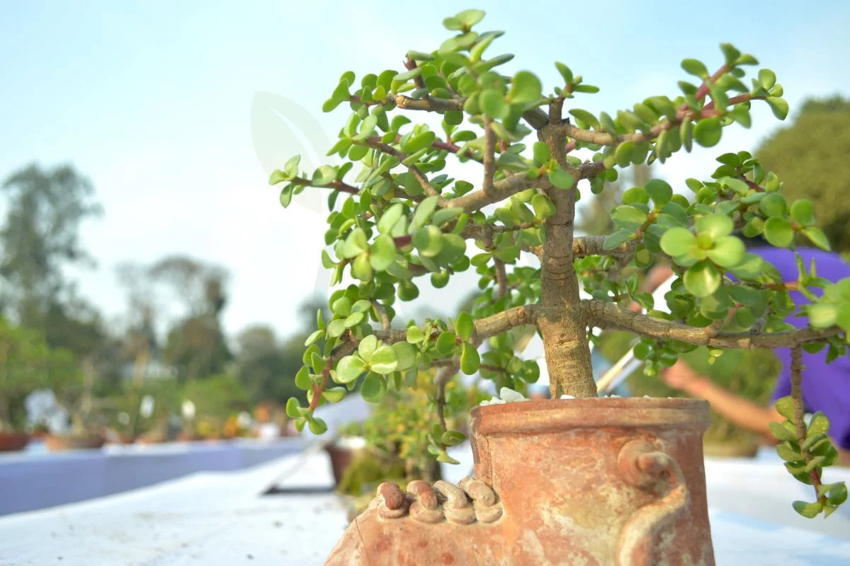 Jade Bonsai Tree Care: Essential Guidelines