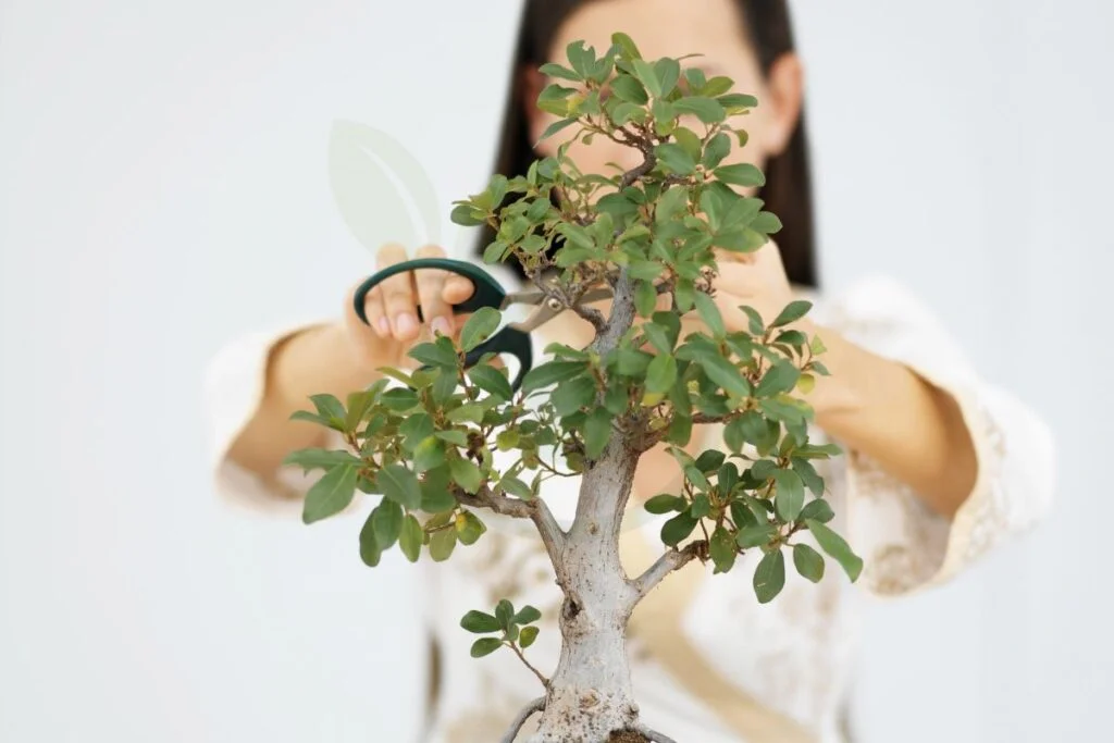 Jade Bonsai Tree Pruning Techniques