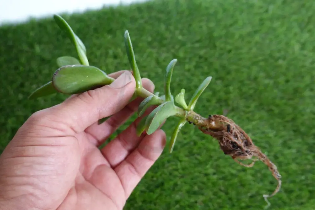 Jade Bonsai Tree Root Care