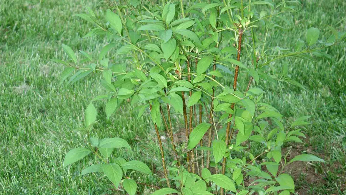 Lilac Bush Not Flowering: Expert Tips for Blooming Success