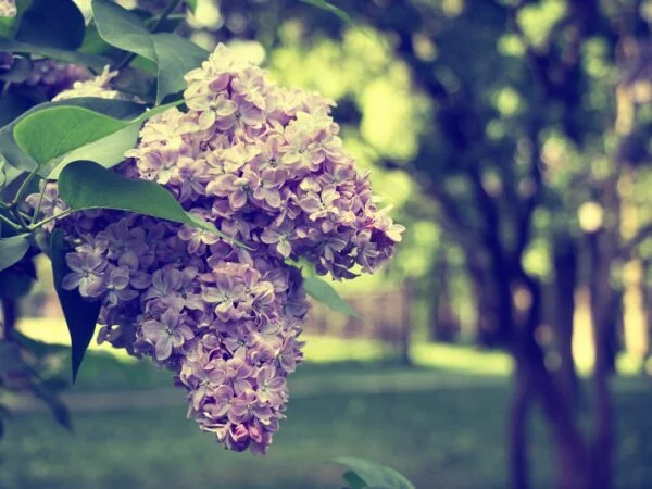 When Do Lilac Bushes Bloom: Understanding, Identifying, and Extending Blooming Periods