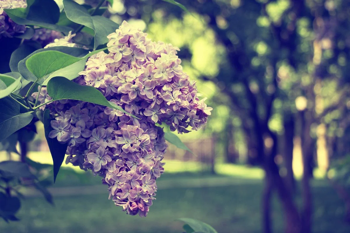 When Do Lilac Bushes Bloom: Understanding, Identifying, and Extending Blooming Periods