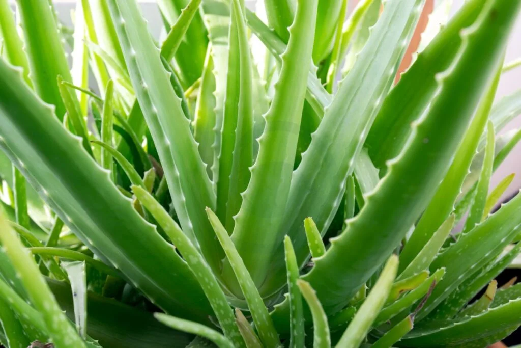 Aloe Vera Plant of Propagation Methods