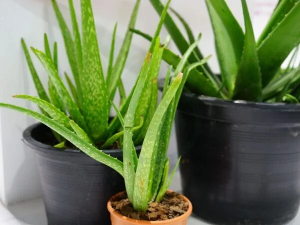 Live Aloe Vera Plant: Care, Benefits & Propagation