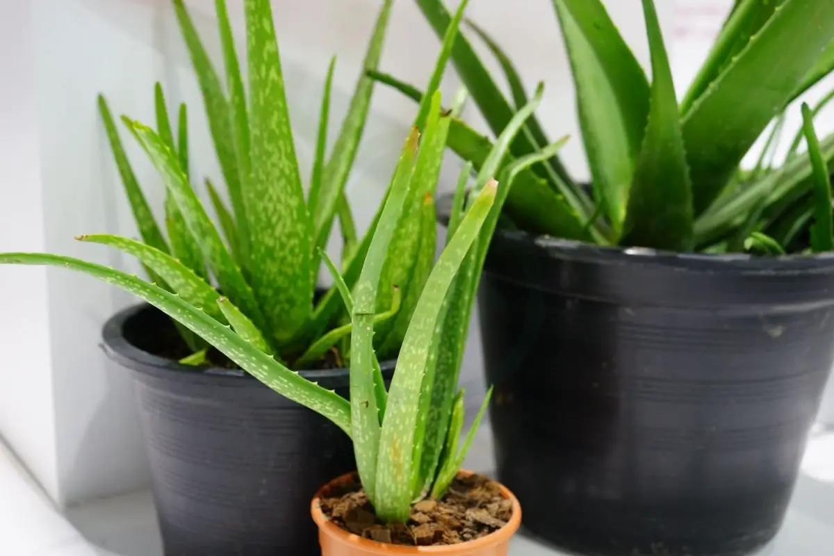 Live Aloe Vera Plant: Care, Benefits & Propagation