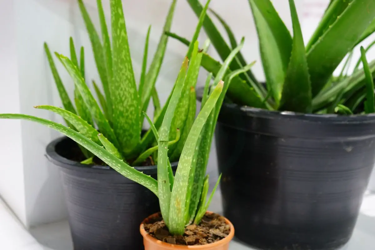 Live Aloe Vera Plant: Care, Benefits & Propagation