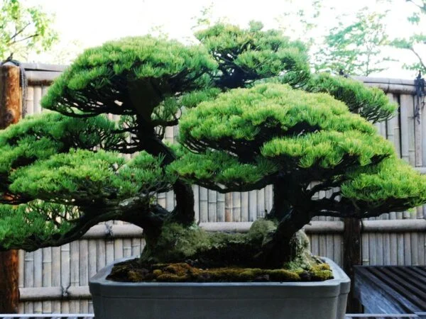 How Can I Make a Bonsai Tree: Expert Tips