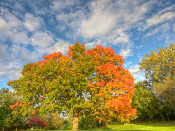Life Span of Maple Tree: Understanding Longevity & Preservation
