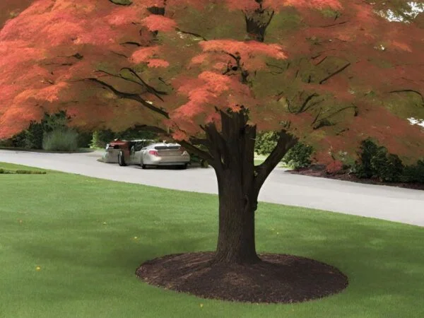 Maple Tree Fertilization: Step-by-Step Guide: Step-by-Step Guide