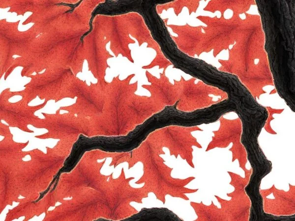 Japanese Maple Tree Coral Bark: Complete Guide & Tips