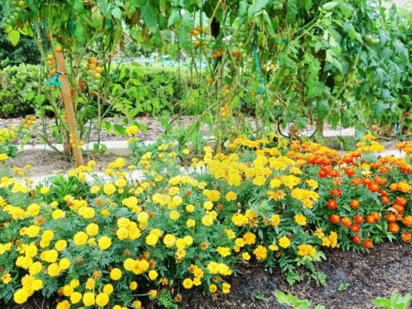 Marigold Tomato Plants: Benefits, Planting Guide & Pest Management