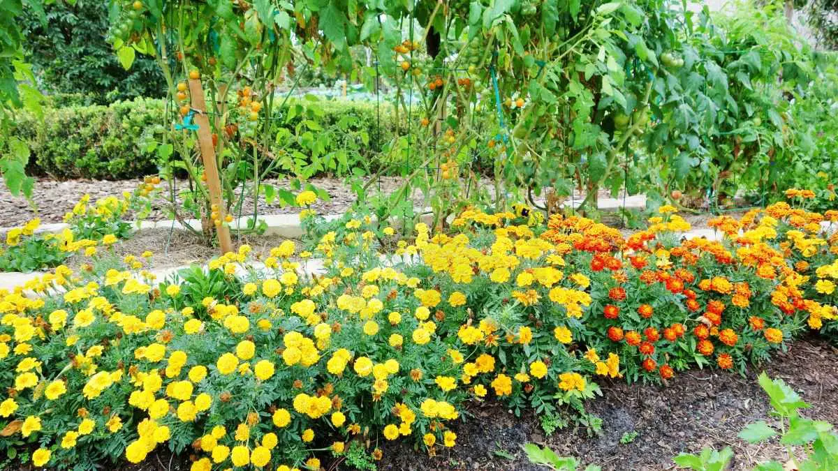 Marigold Tomato Plants: Benefits, Planting Guide & Pest Management
