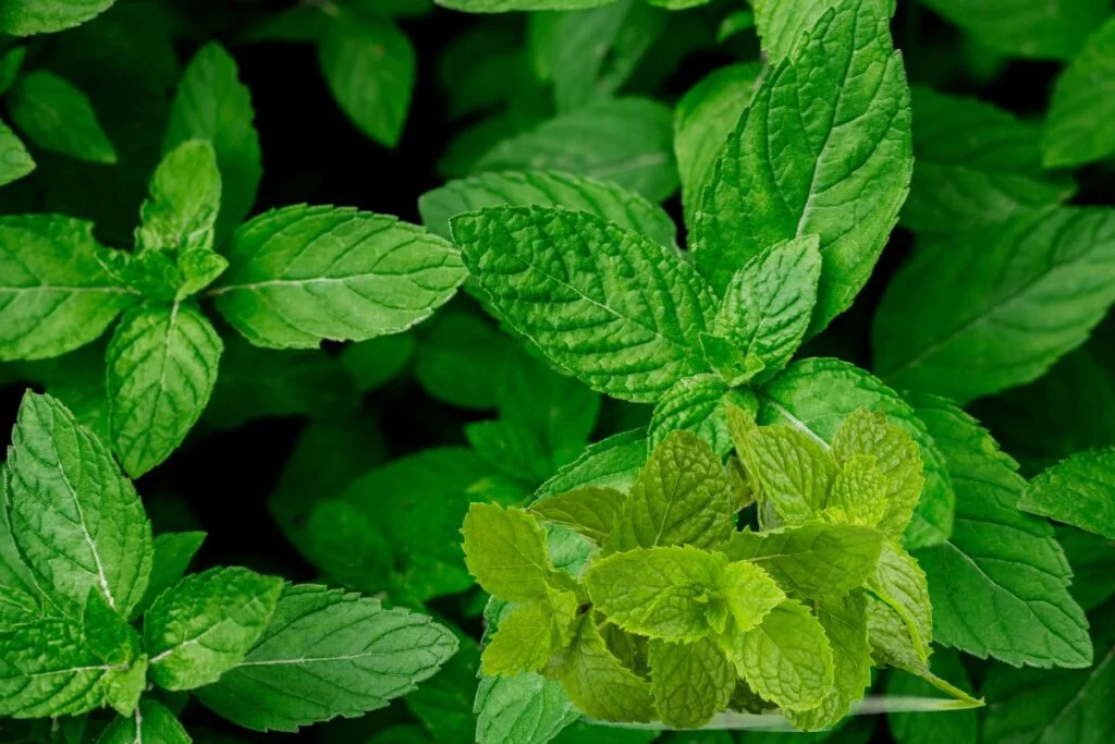 Mint Leaves Overview