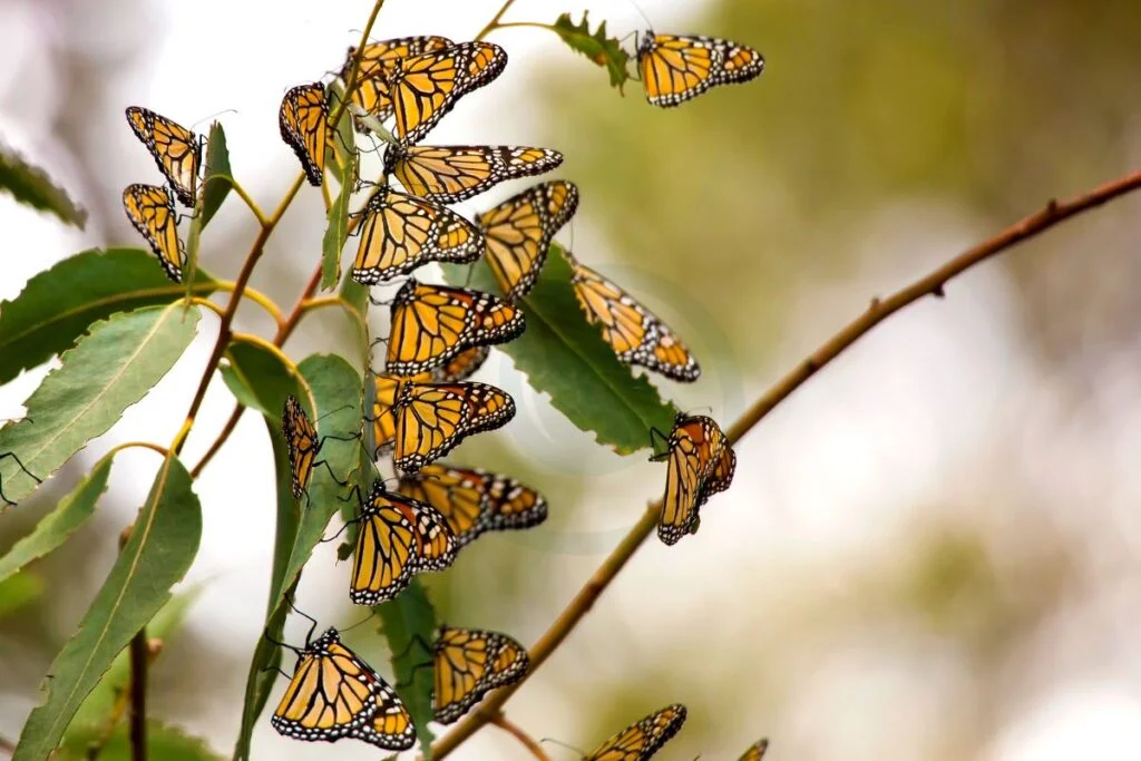 What Flowers Do Monarch Butterflies Like