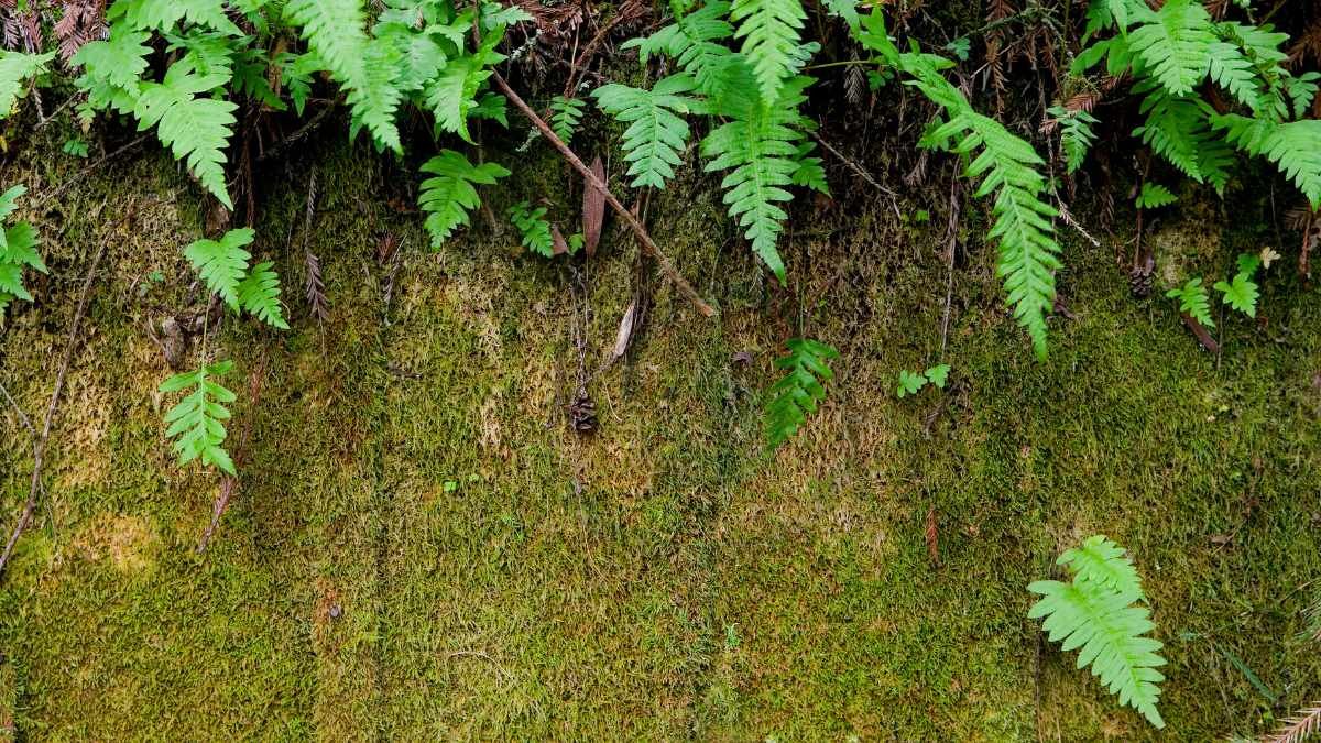 How Are Mosses and Ferns Different: A Comparative Study