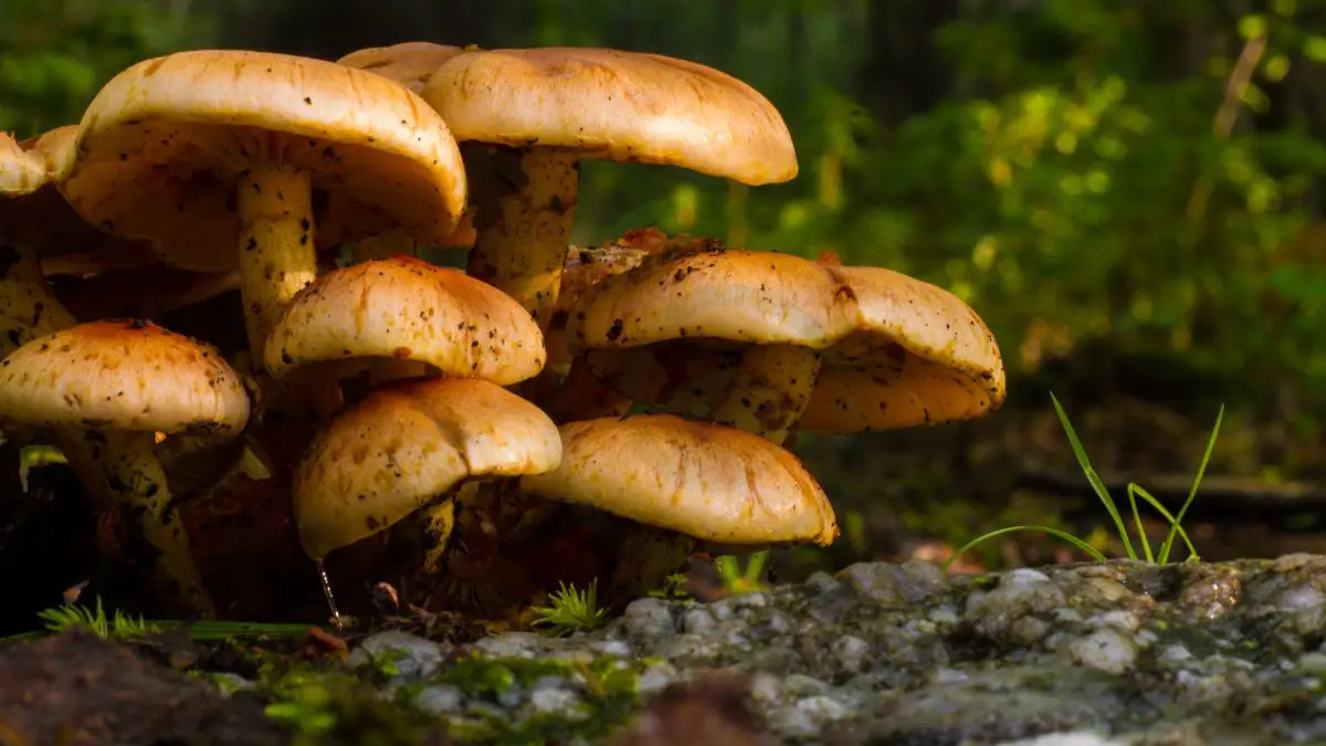 Crimini Mushroom Health Benefits: Overview, Advantages & More