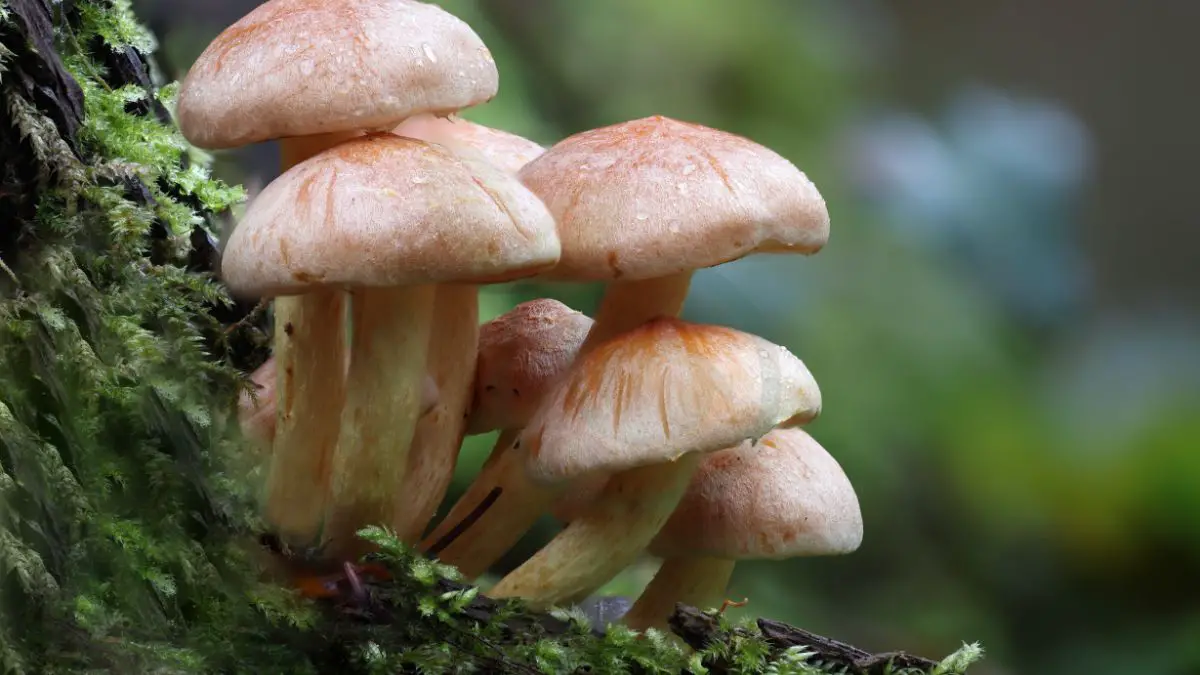 Crimini Mushroom Health Benefits: Overview, Advantages & More