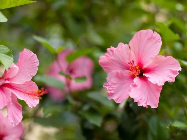 How Often to Water Hibiscus Plants: Complete Care Guide