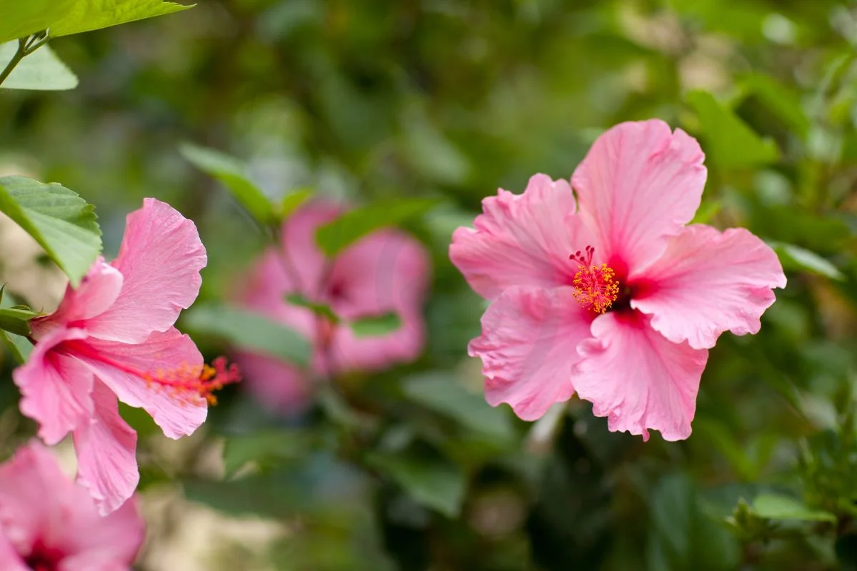How Often to Water Hibiscus Plants: Complete Care Guide
