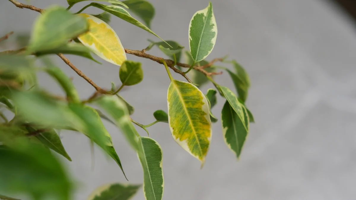 Olive Leaves Turning Yellow: Causes & Solutions