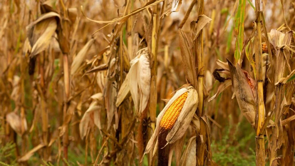 Optimal Harvest Timing of Corn