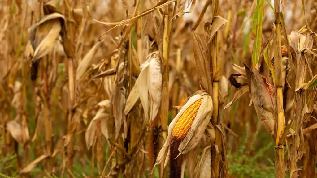 Optimal Harvest Timing of Corn