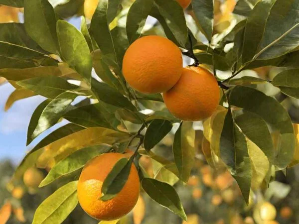 Orange Tree Leaves Are Turning Yellow: Proactive Care Tips