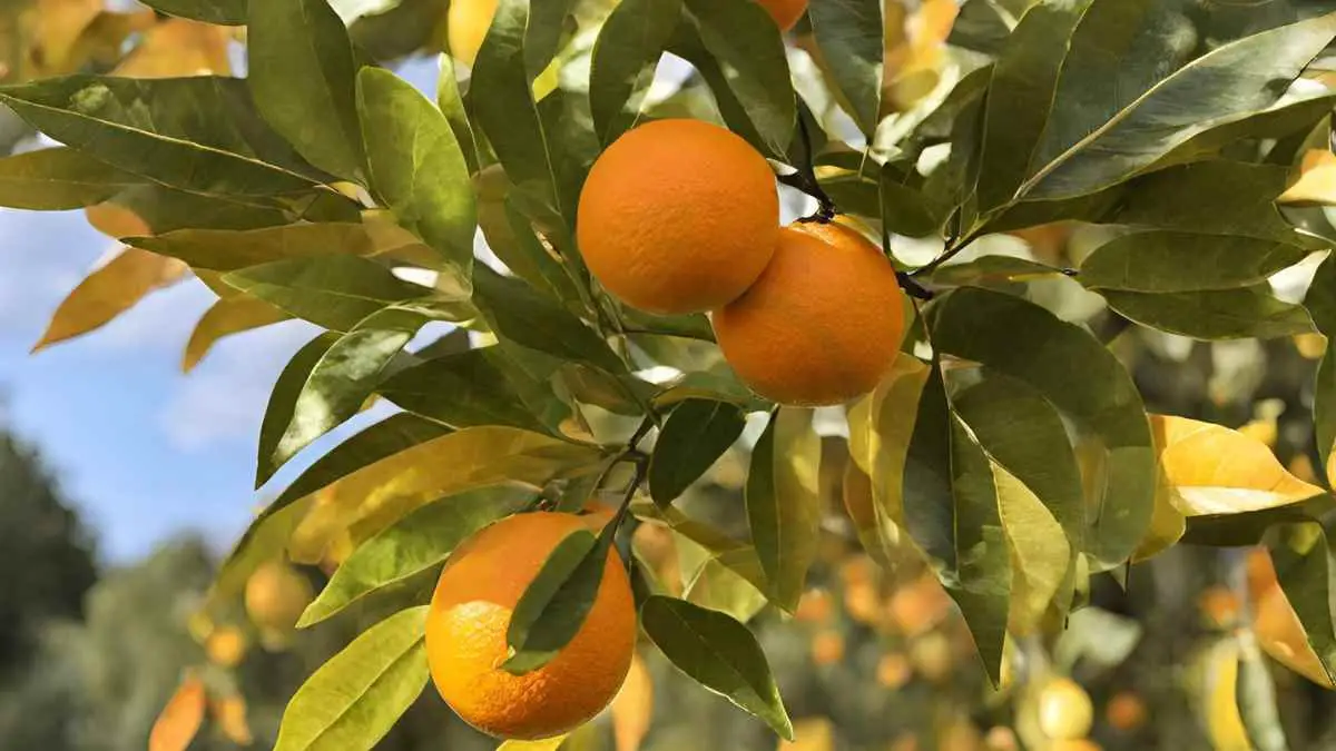 Orange Tree Leaves Are Turning Yellow: Proactive Care Tips
